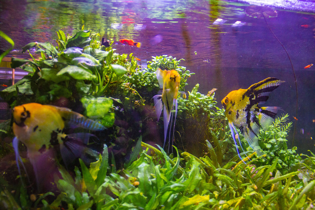 我想做一条鱼,虽然困在鱼缸里,但每天都很新奇