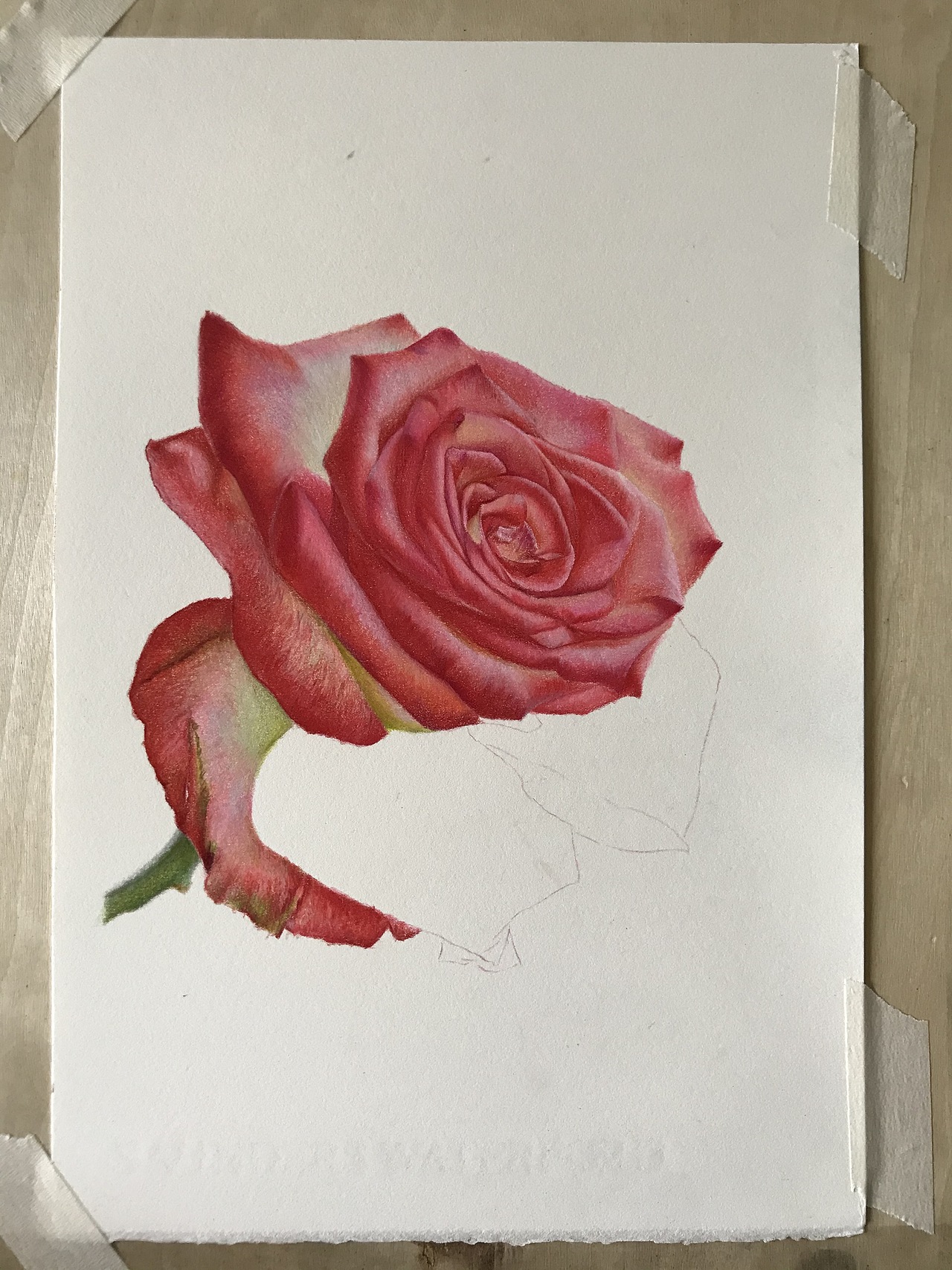 庸俗的大玫瑰！就是俗！（图ZMjY0OTQ4MDEy） - 绘画 - 站酷设计师臻于至善彩铅原创素材 - 站酷ZCOOL