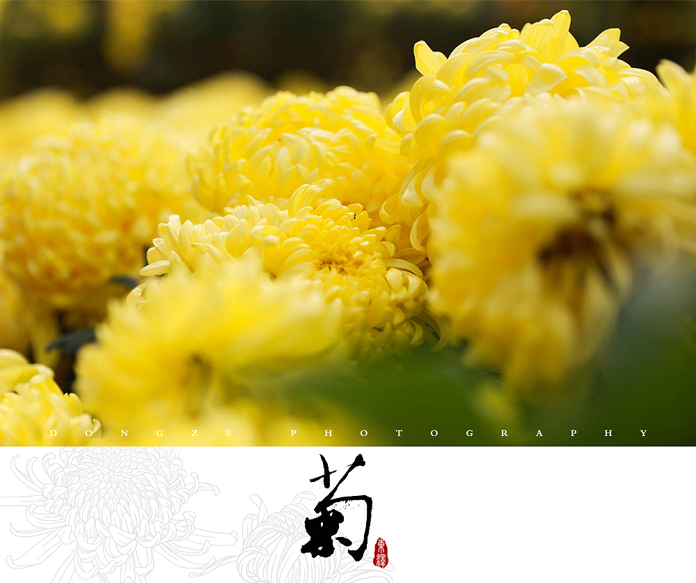 【東泽视觉】福建省第五届菊花展以及莆田市第七届盆景展