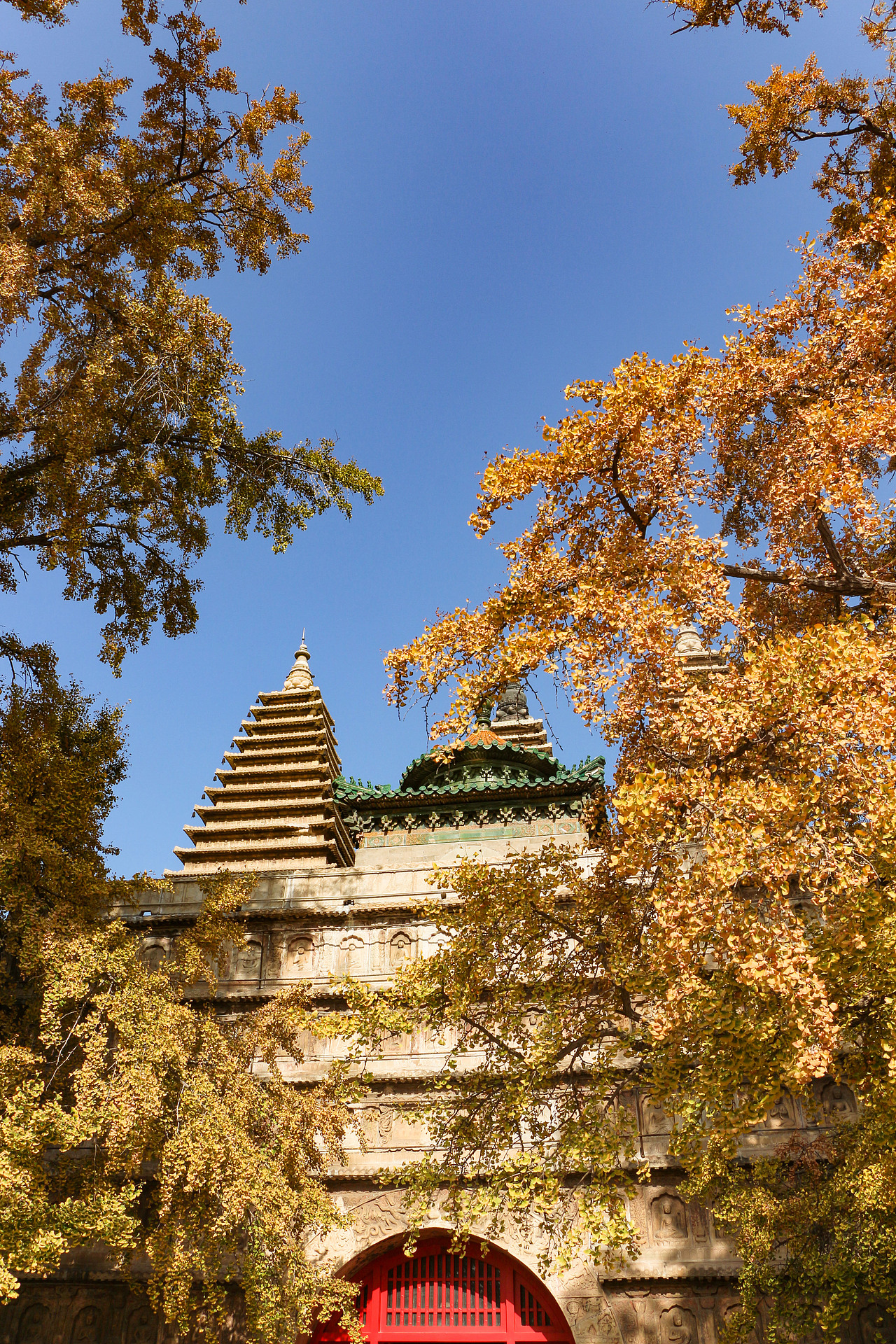 五塔寺银杏