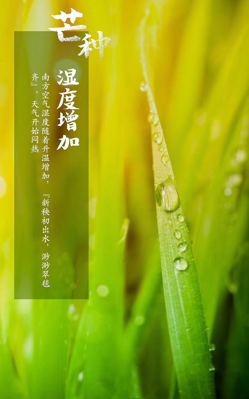 【#今日,芒种#】