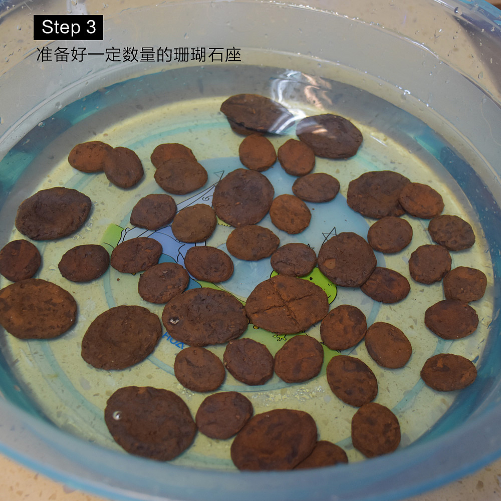 珊瑚是怎么生（fen）娃(ge)的（图ZNTE1NjU3MTI=） - 宠物摄影 - 站酷设计师盛夏回望原创素材 - 站酷ZCOOL
