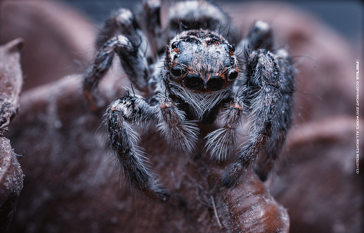《蜘蛛》5倍超微距