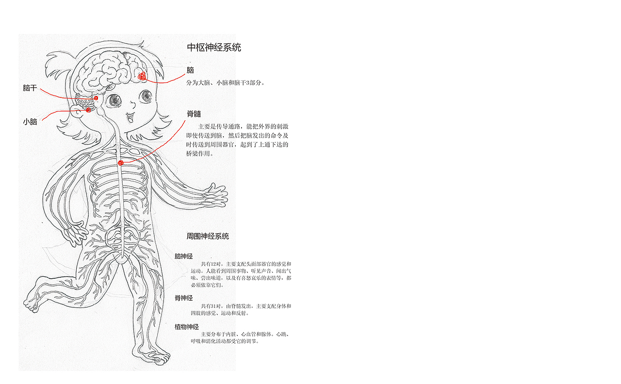 小身体大秘密系列身体科普绘本