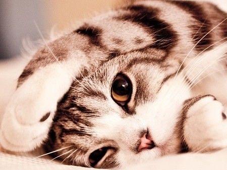 宠物用品（个人主页-ZMjQ0Mjc4MjA=） - 电商 - 站酷设计师EstelleZhang原创素材 - 站酷ZCOOL