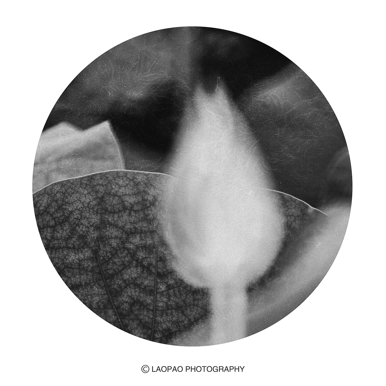 景，荷（图ZMjExNTk1Mzgw） - 人文/纪实摄影 - 站酷设计师老炮叔叔原创素材 - 站酷ZCOOL