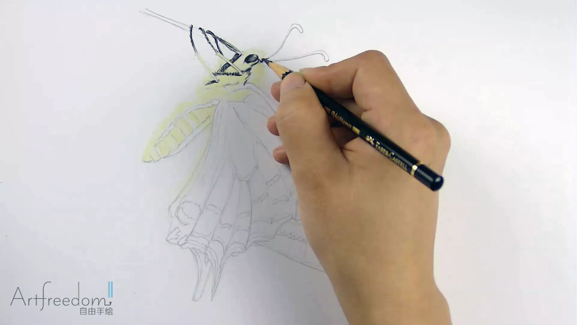 彩铅-燕尾凤蝶,挑战密密麻麻的东西
