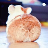 eaglet26的头像