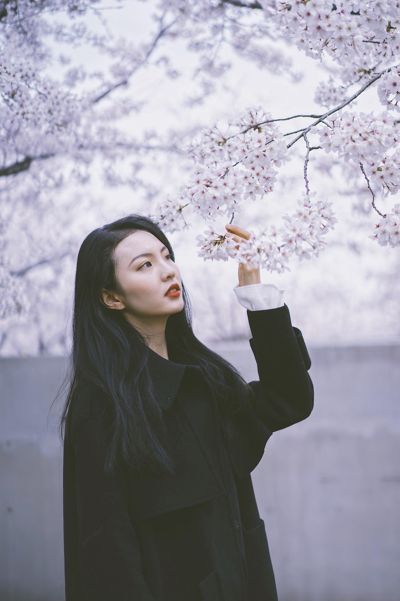 龙美樱花（图ZMTUzNjMxNTQ4） - 人像摄影 - 站酷设计师纯洁的蒋老师原创素材 - 站酷ZCOOL