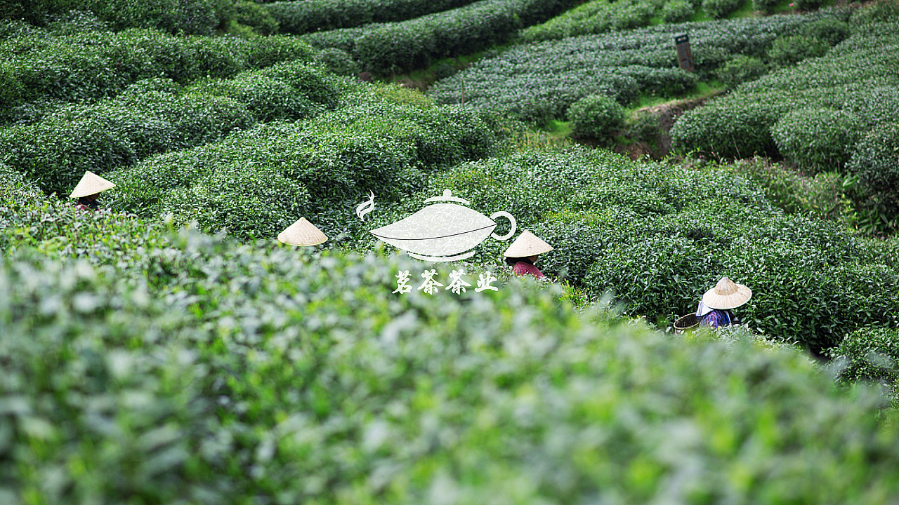 茶叶VI手册（图ZMjY3NjM5NTI4） - 宣传物料 - 站酷设计师Coraeth原创素材 - 站酷ZCOOL