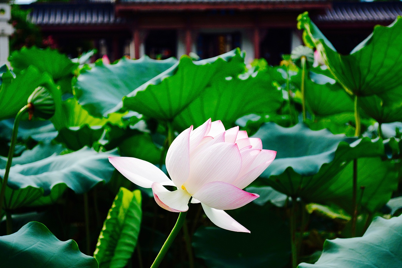 擎雨盖惠州西湖丰渚园荷花池