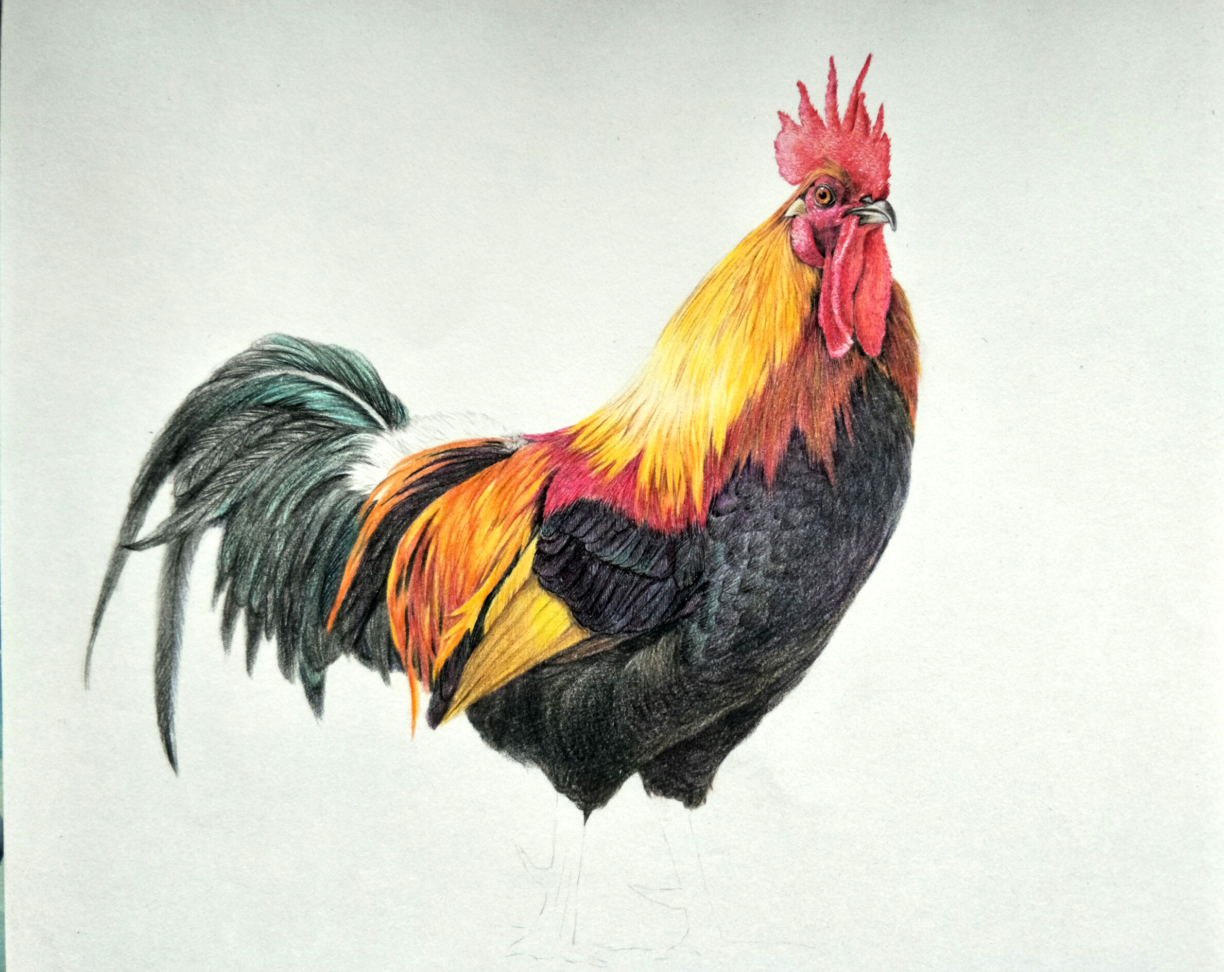 素描手绘母鸡图片素材免费下载 - 觅知网