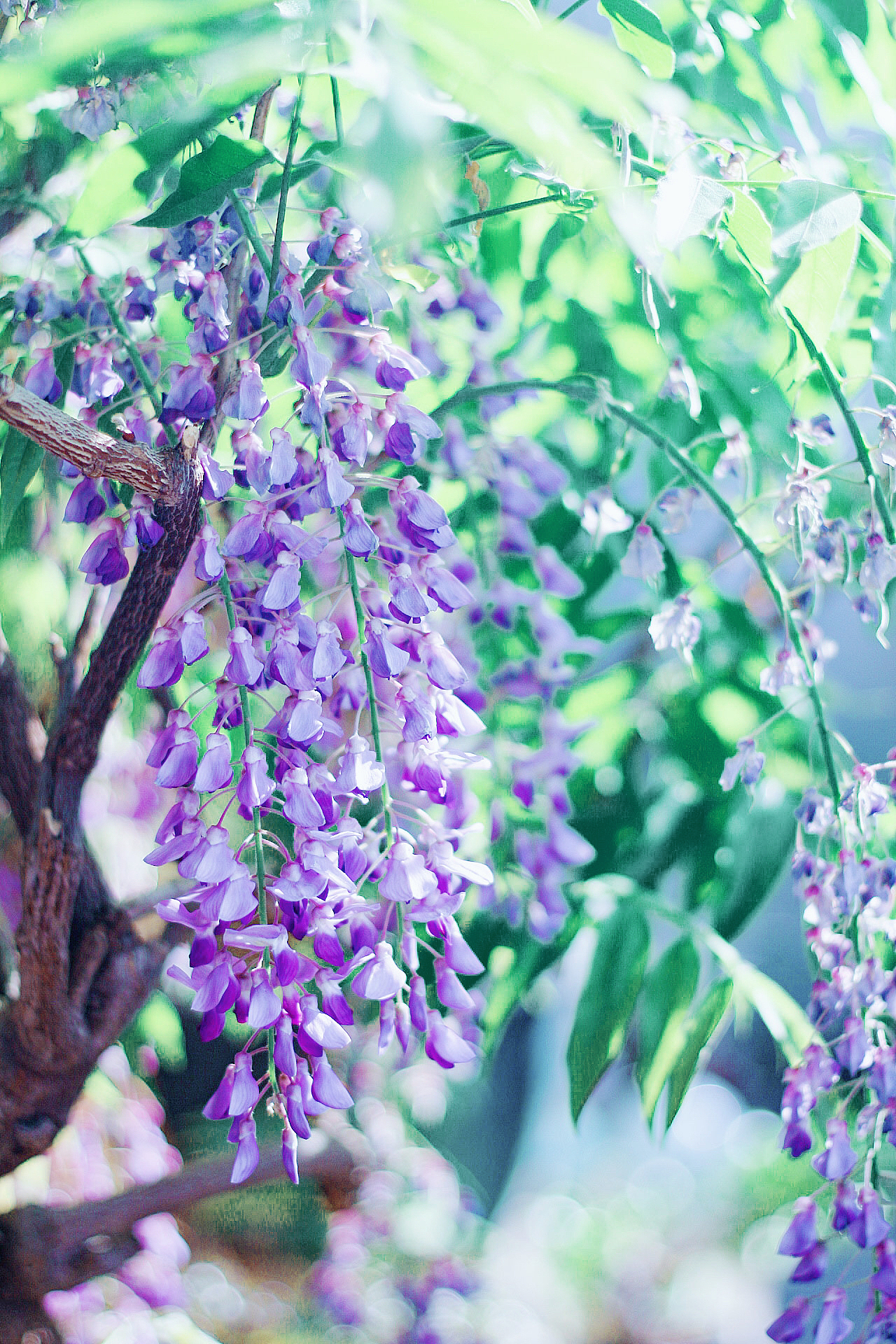 紫藤花|摄影|产品摄影|黄德志_原创作品-站酷zcool