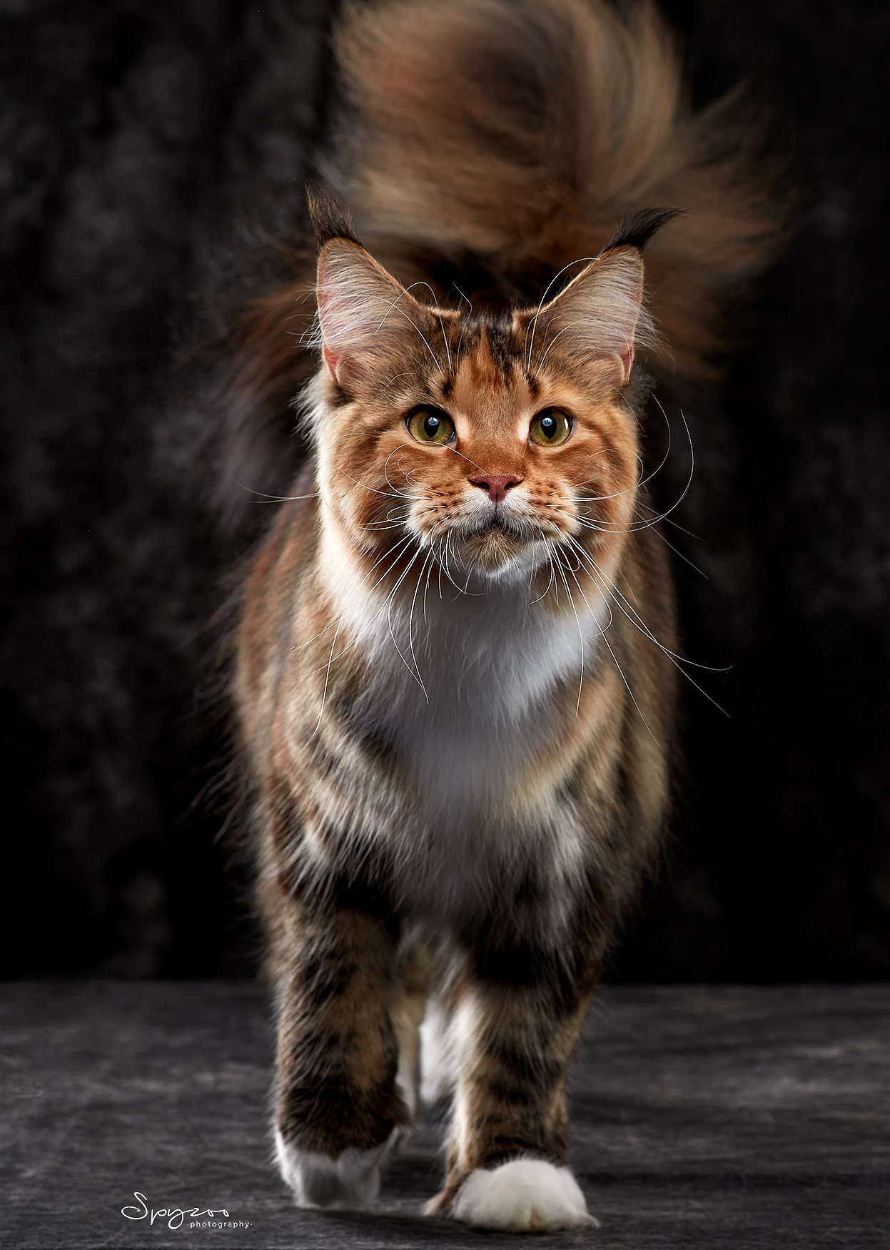 缅因猫mainecooncat