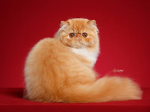 异国长毛猫