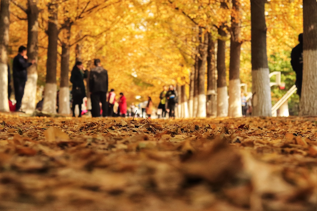 辽东学院南校区银杏大道（图ZMTgyNzQ4MjQ4） - 风光摄影 - 站酷设计师我懵懂了原创素材 - 站酷ZCOOL