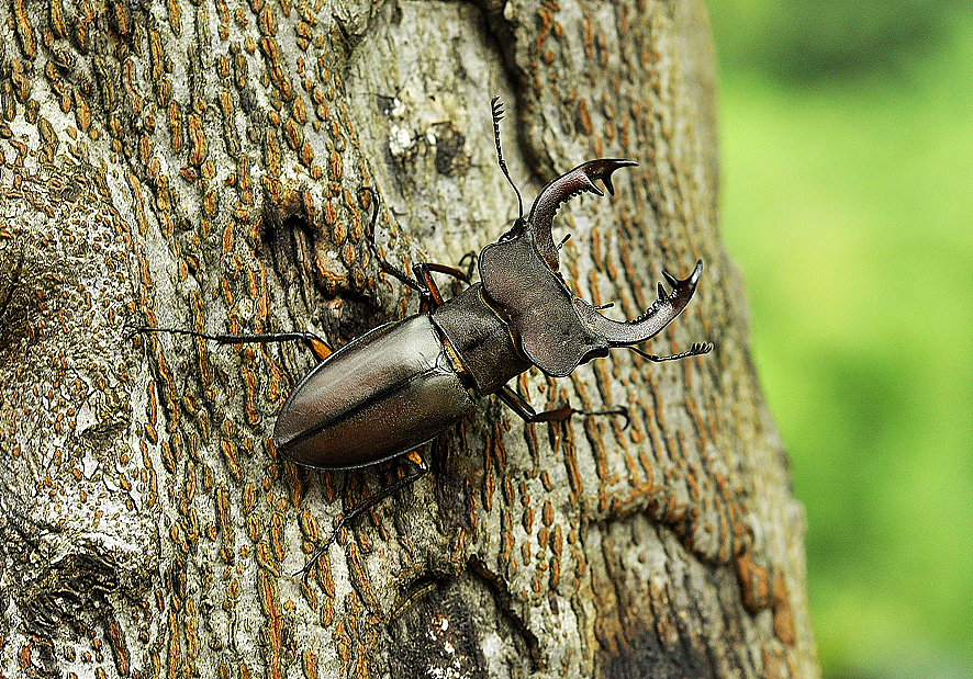2010年7月&nbsp;&nbsp;浙江天目山&nbsp;&nbsp;&nbsp;幸运深山锹甲&