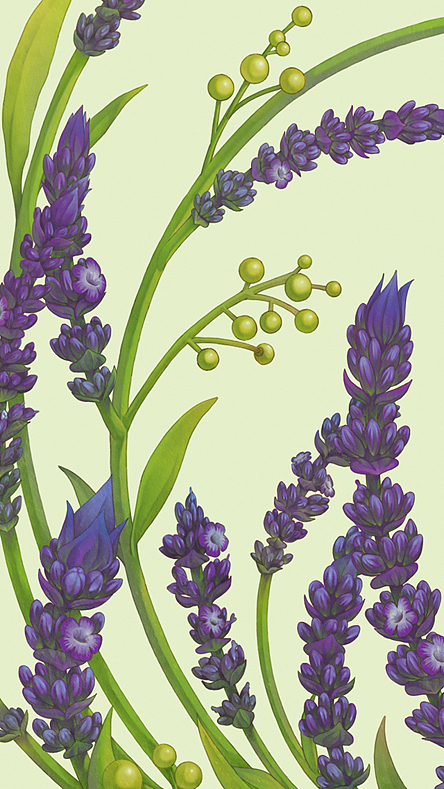 花鸟系列（图ZMjQ1NzQ5MjQ=） - 商业插画 - 站酷设计师蔡一昕原创素材 - 站酷ZCOOL