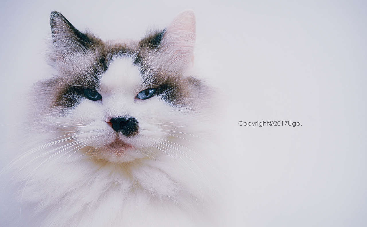 enchanted着迷 【动物摄影师何某某个人作品16】（图ZNzIyOTYyODg=） - 宠物摄影 - 站酷设计师超级何某某原创素材 - 站酷ZCOOL