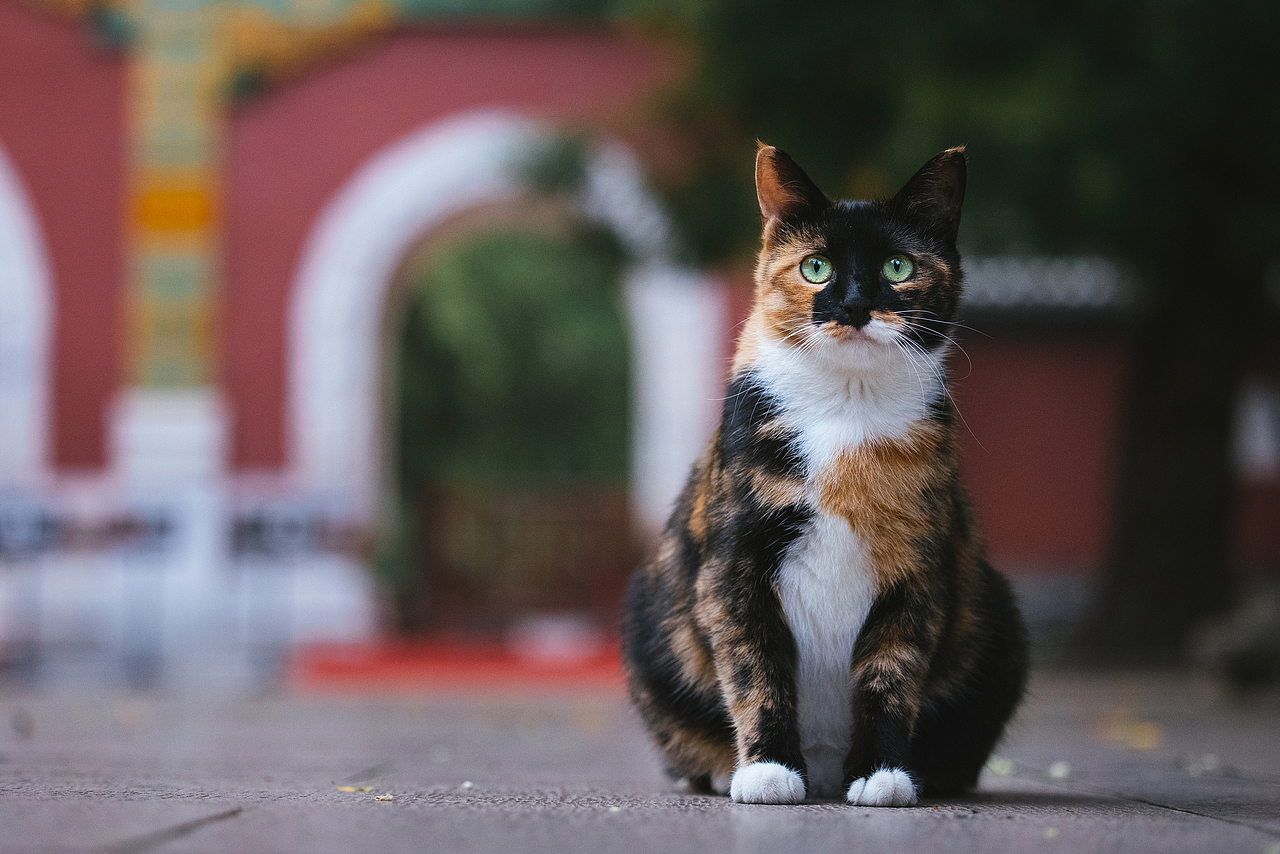 使用佳能EOS R5解锁更多猫咪姿势(图ZMjIyNDgxMTMy) - 宠物摄影 - 站酷设计师克查原创素材 - 站酷ZCOOL