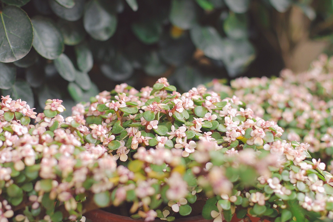 花鸟市场没有鸟