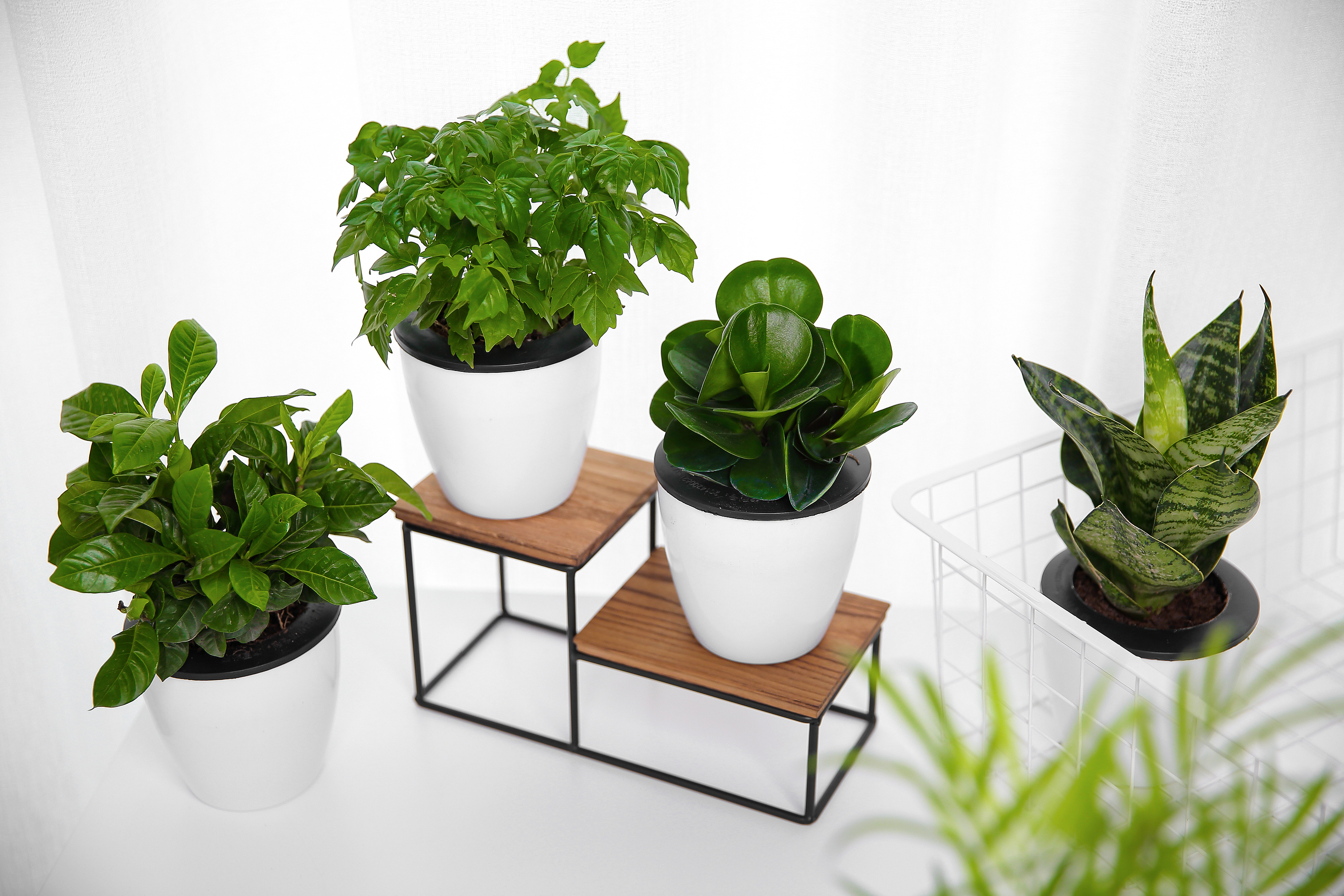 Top 5 cubicle-friendly office plants - Solutions Office Interiors