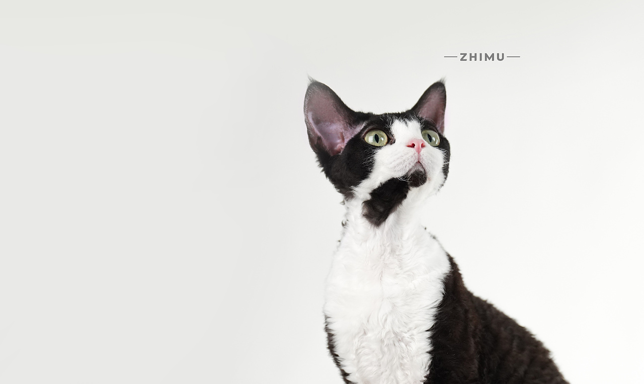 宠物摄影源计划-popping|摄影|宠物摄影|至牧 - 原