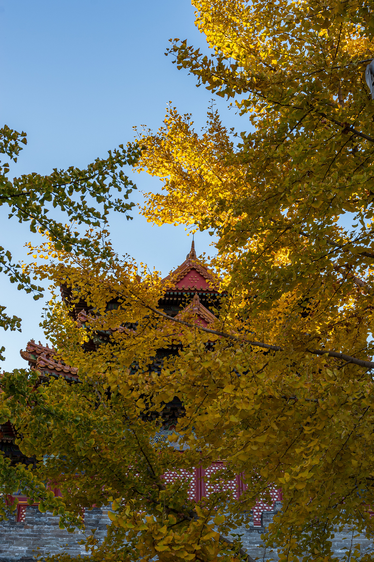 北京秋天的故宫角楼与银杏|摄影|环境/建筑摄影|z846441093 - 原创