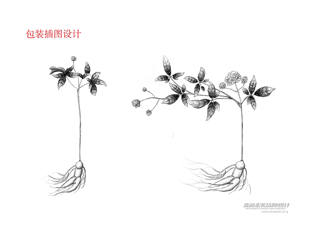 华参元品牌包装形象设计(图ZMTU2NTQ2MDg=) - 品牌 - 站酷设计师蓝色盛火原创素材 - 站酷ZCOOL