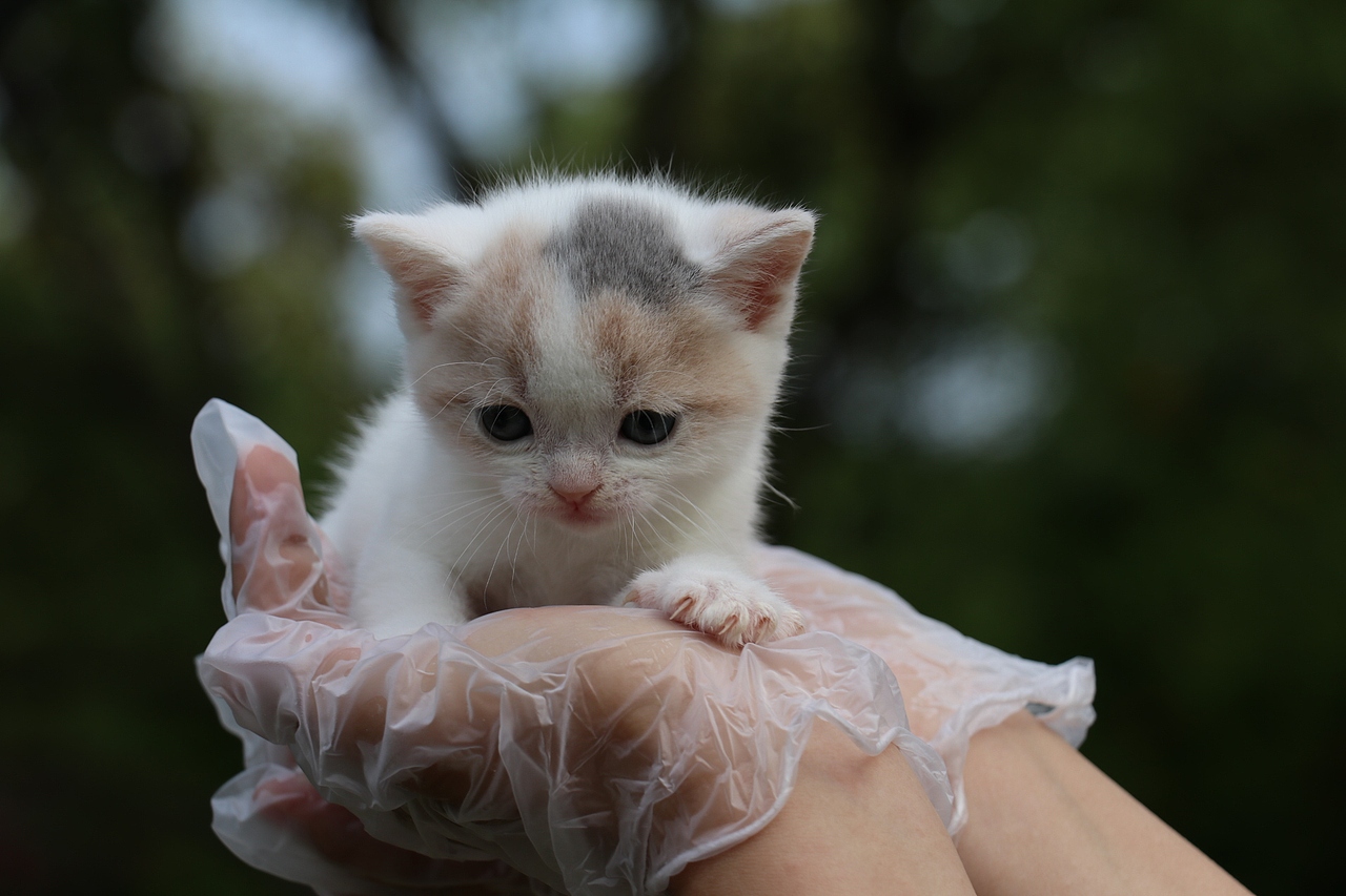 英短猫 0504英短小三花母-朵朵-20day260g-27day340g