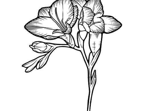 IPad手绘线稿（个人主页-ZNjM5NTQ1MDA=） - 商业插画 - 站酷设计师小姜画饿了原创素材 - 站酷ZCOOL