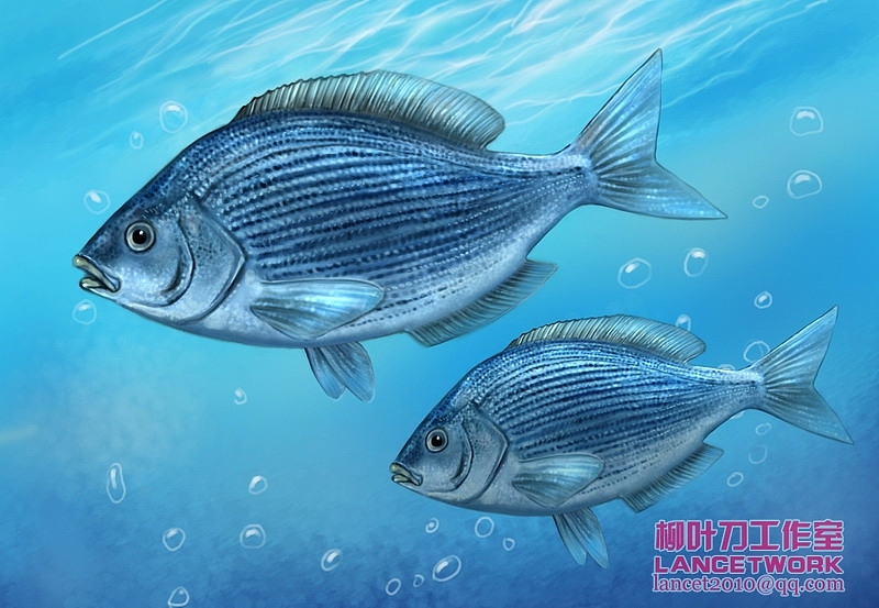 动植物插画小品