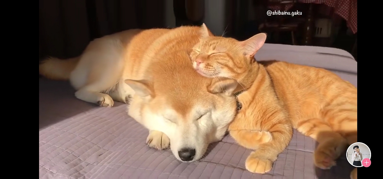 柴犬 X 橘猫 X 布丁（图ZMTk2MzQ2NjA0） - 创作习作 - 站酷设计师眠雨fuyumiya原创素材 - 站酷ZCOOL