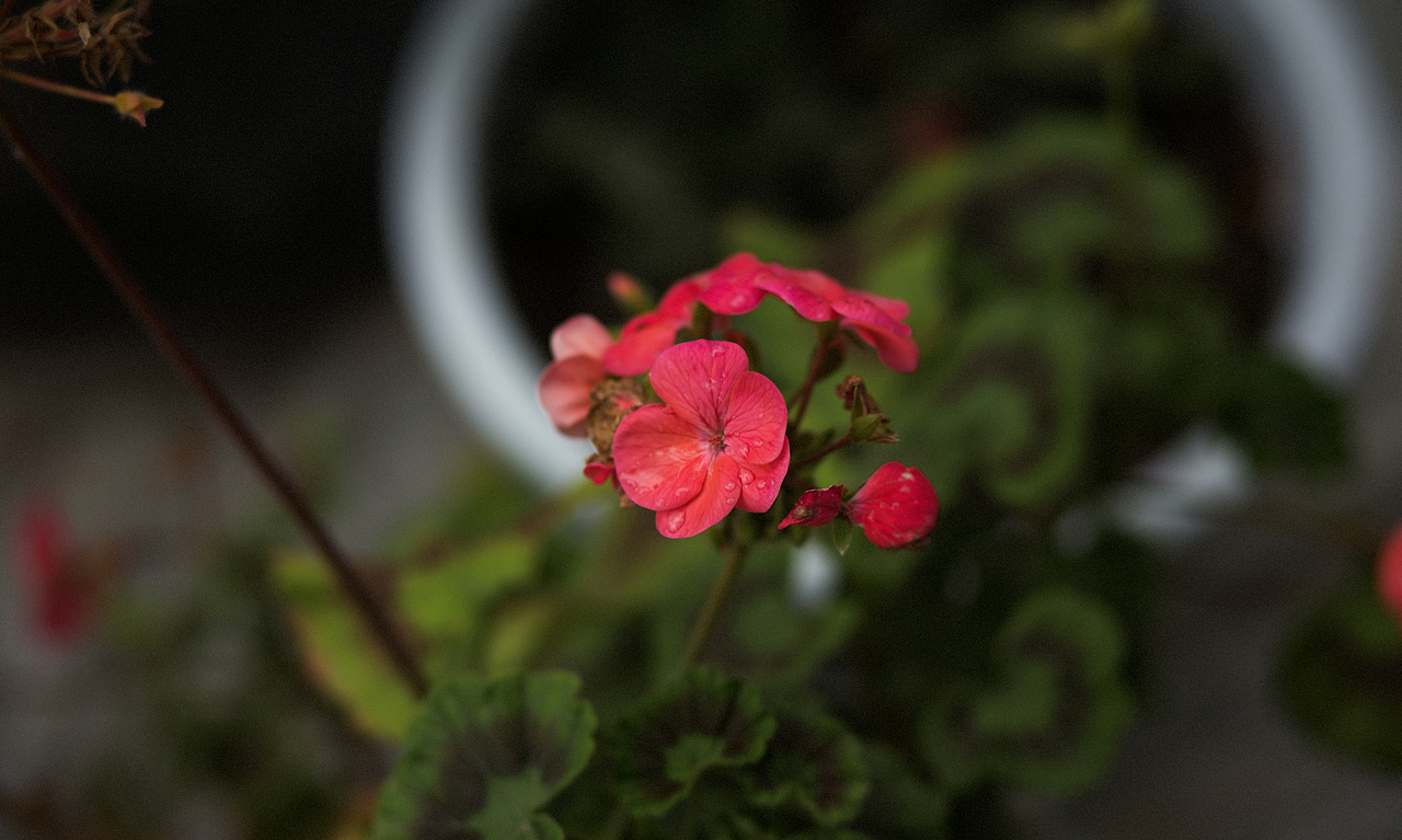 摘车厘子之行（图ZMTE2OTA0NTUy） - 风光摄影 - 站酷设计师哈龙工作室原创素材 - 站酷ZCOOL