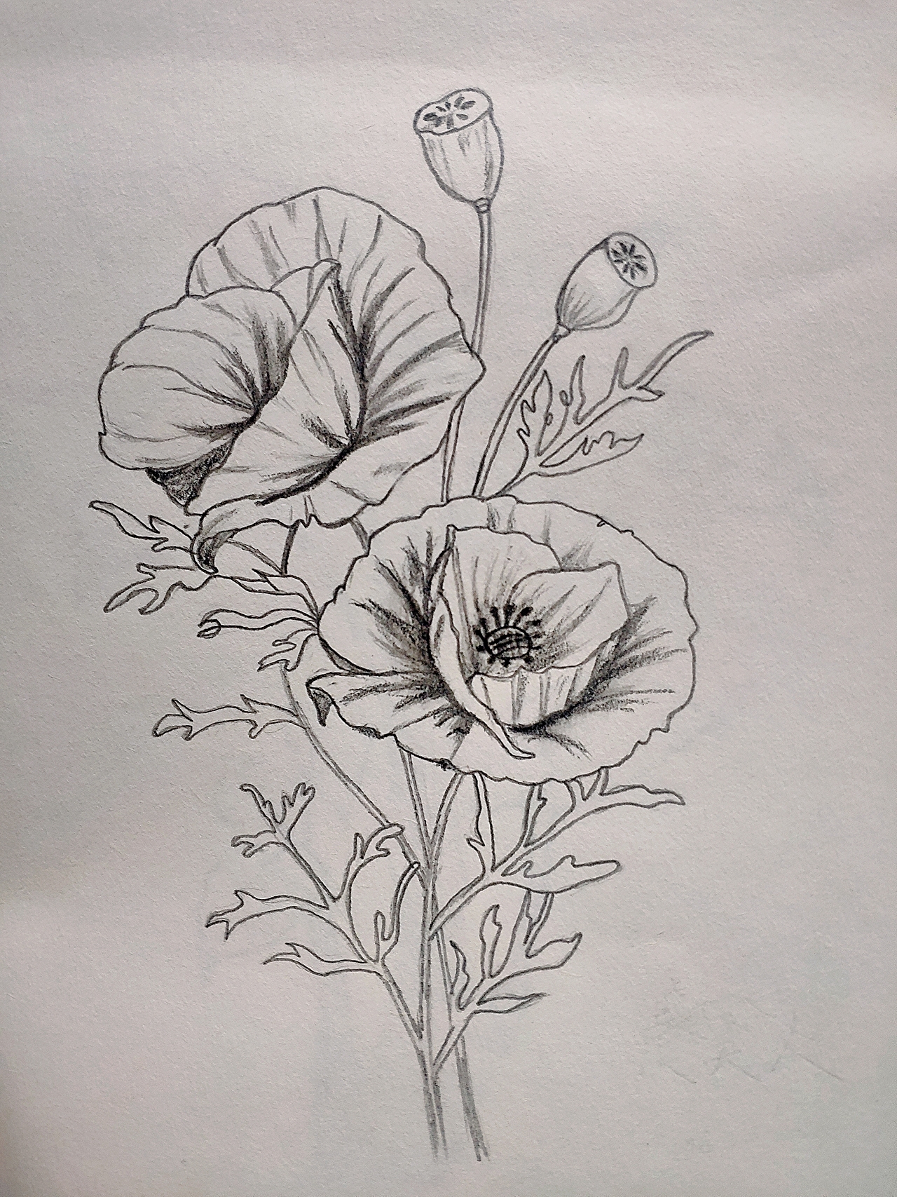 素描练习_幽幽紫藤-站酷zcool