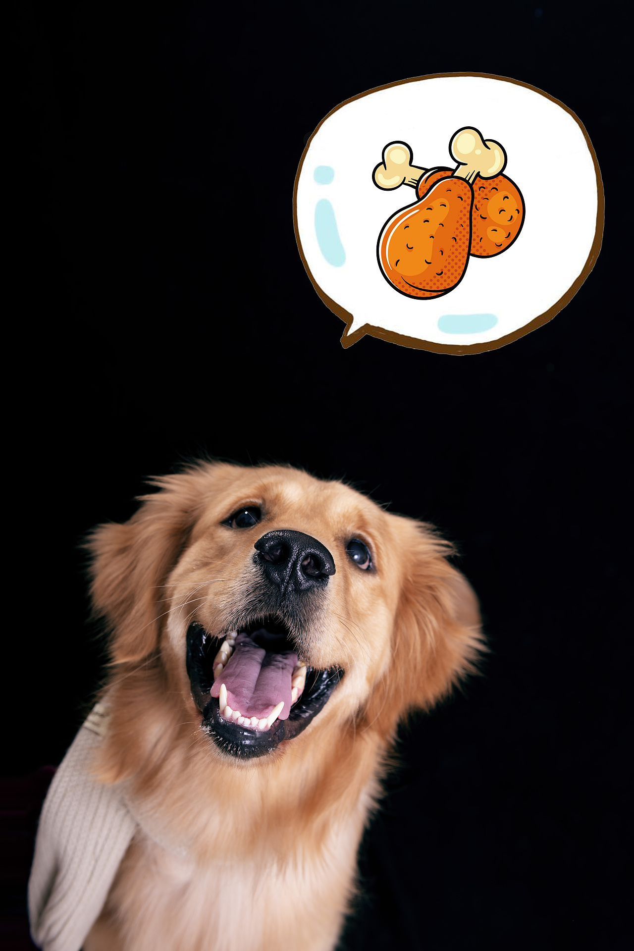 金毛棚拍，宠物摄影（图ZMTk4MjgzODE2） - 宠物摄影 - 站酷设计师Eajuins原创素材 - 站酷ZCOOL