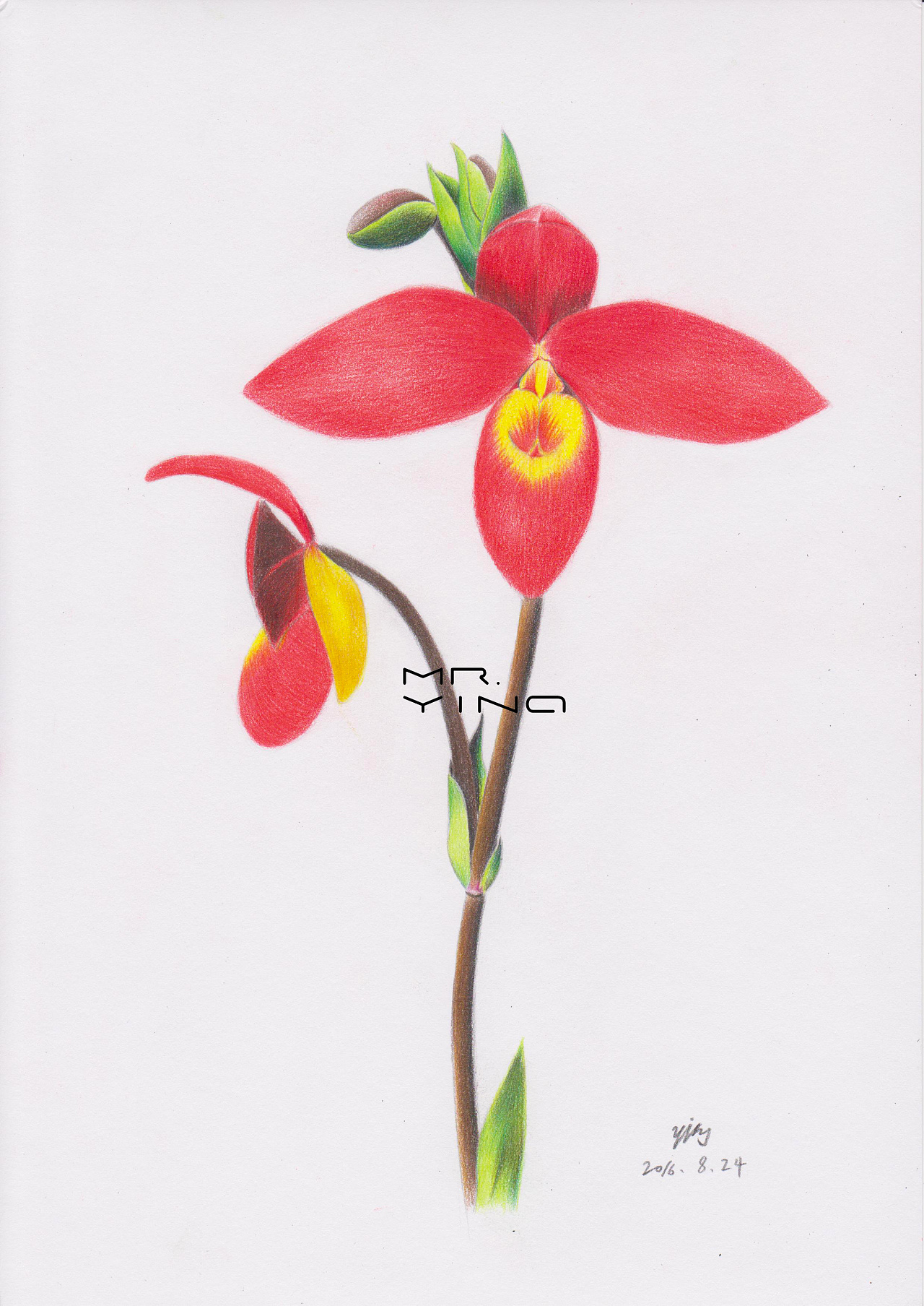 手绘彩铅鲜花集