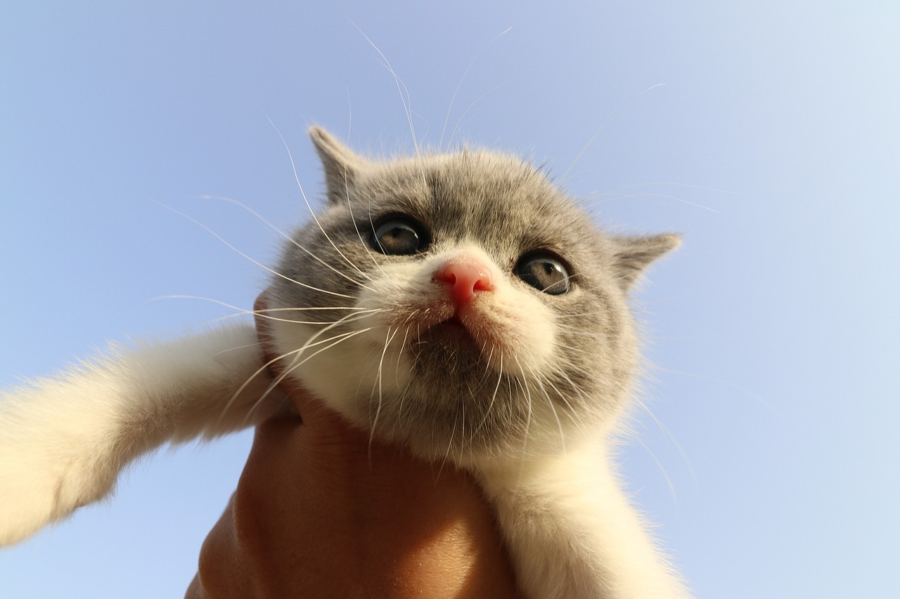 904英短蓝白-公-五粉小胡子35d602g 沐米猫舍 英短蓝白