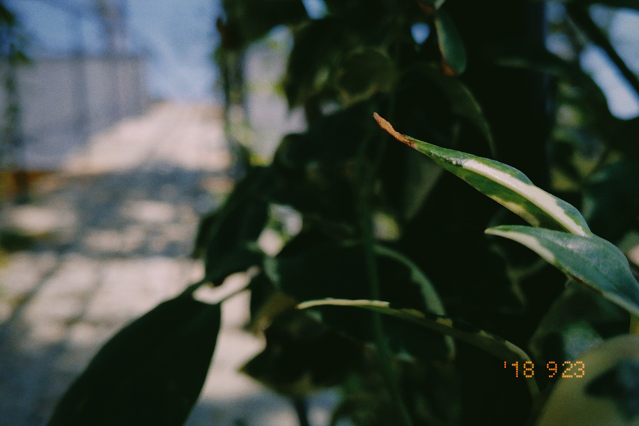 September.« Ⅰ »（图ZMTMwMDkxNDI4） - 风光摄影 - 站酷设计师炸粿IVEN原创素材 - 站酷ZCOOL