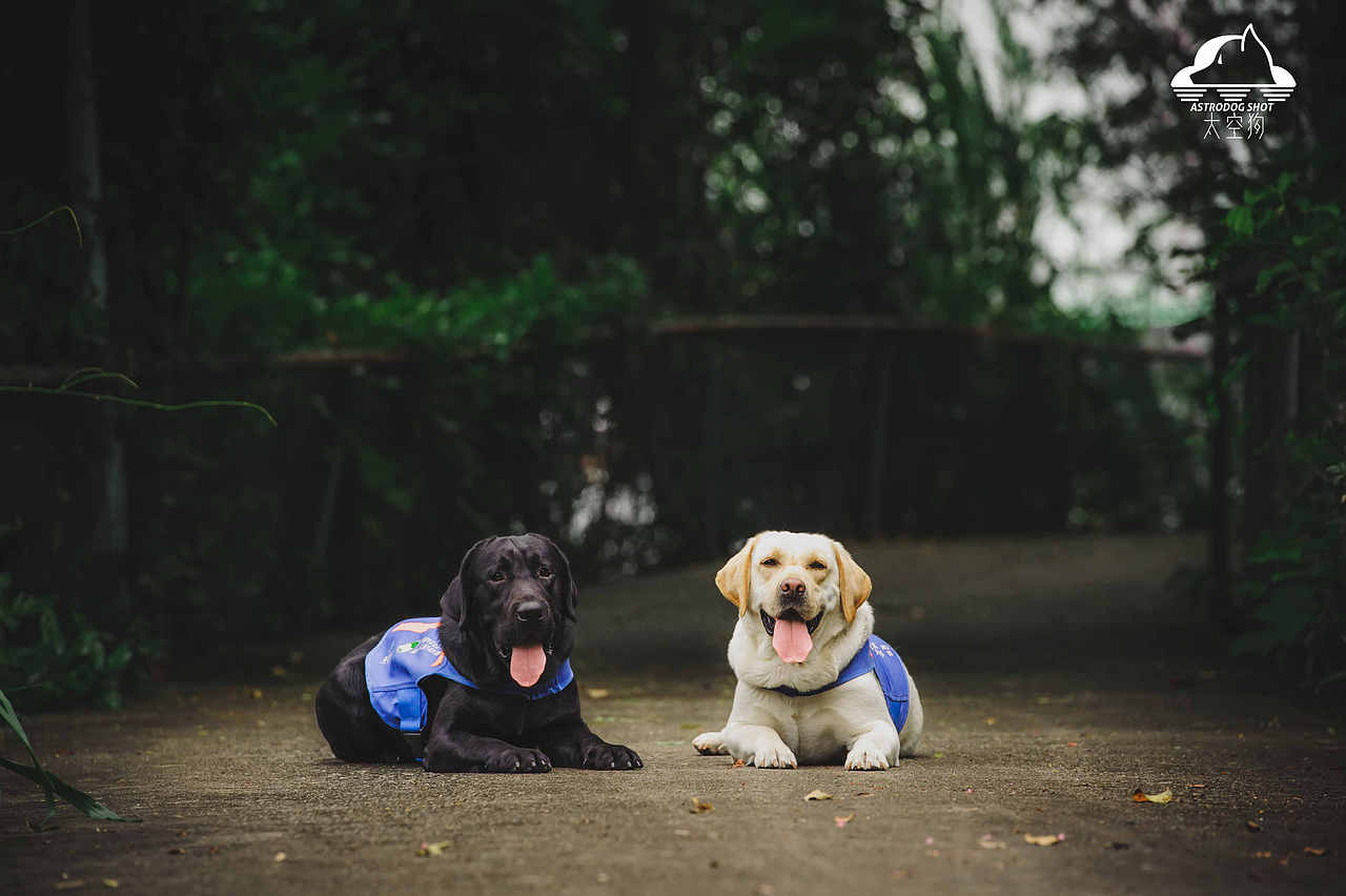 导盲犬公益:我们是盲人的眼睛,你愿意为我们发声吗?