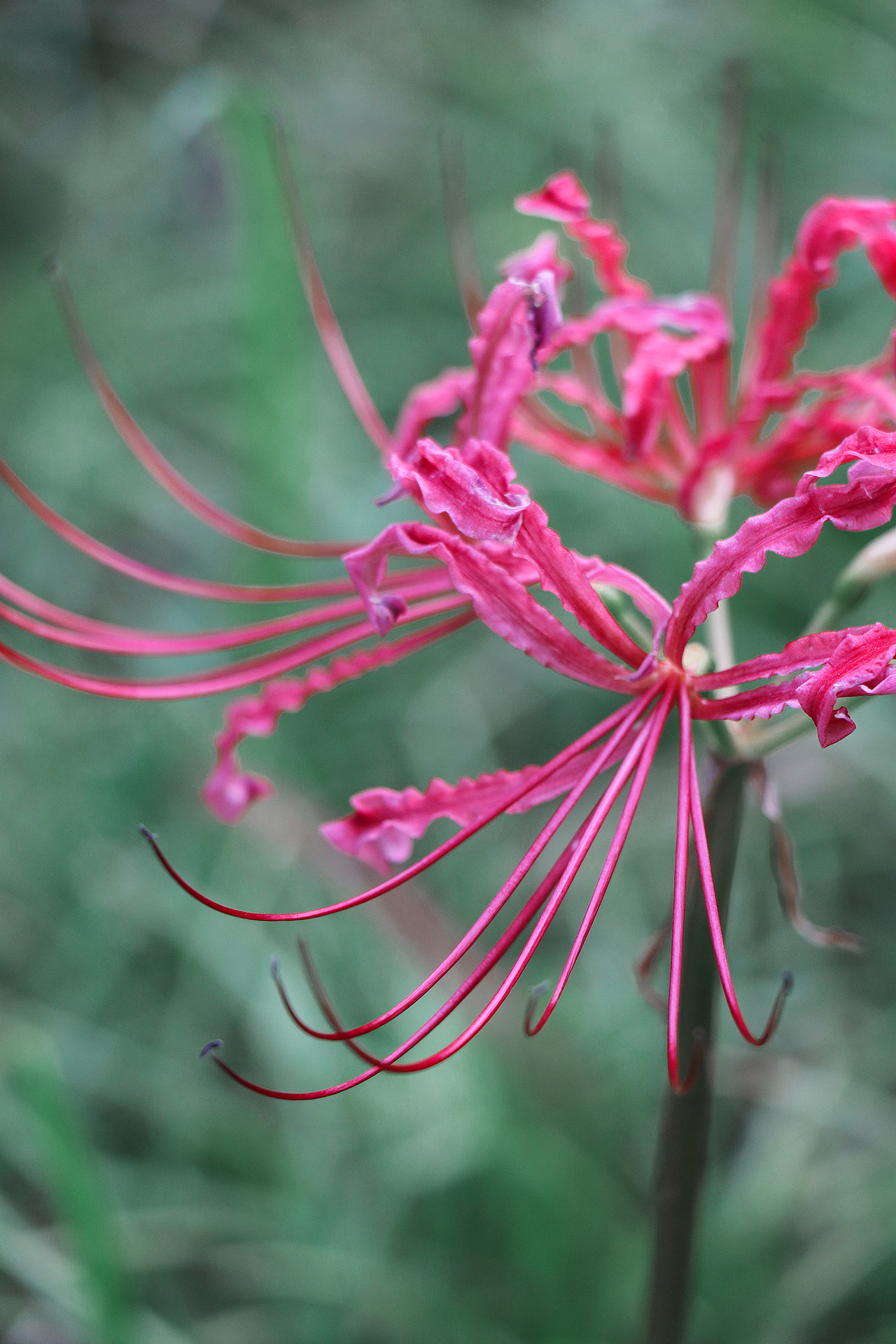 彼岸花·曼珠沙华（图ZMTg0MTY4OTQw） - 风光摄影 - 站酷设计师公子雪原创素材 - 站酷ZCOOL