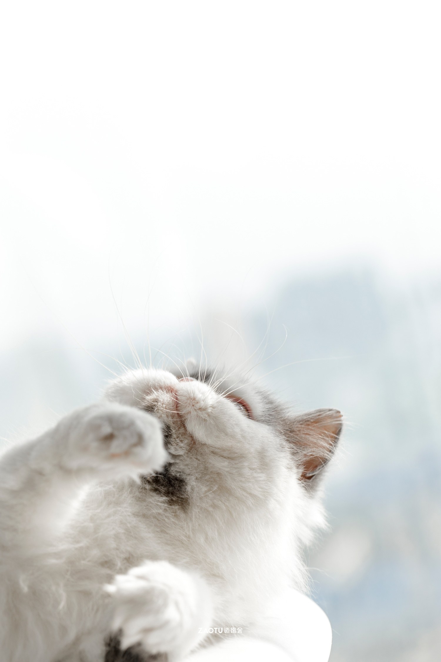 「造图舍」"波比"小公举的日常|摄影|动物|造图舍 - 原创作品 - 站酷