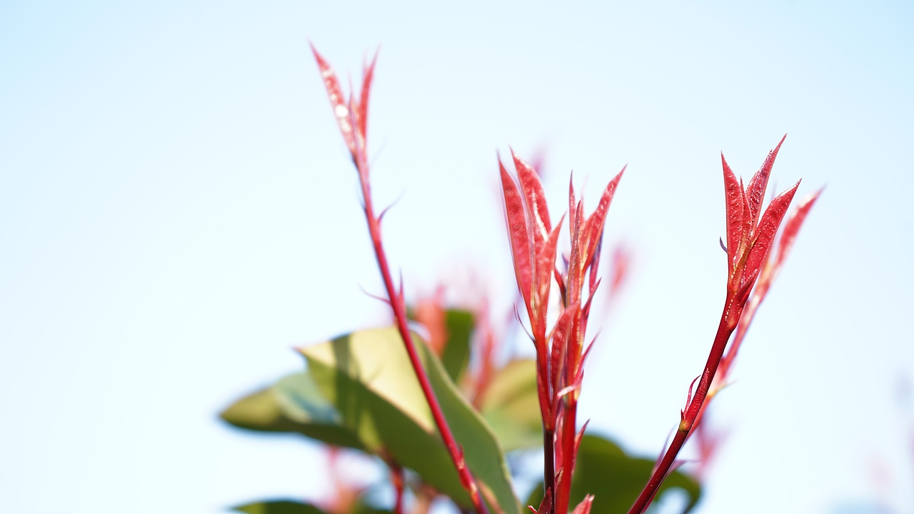 春光暖意（图ZMjQzNDg2MjE2） - 风光摄影 - 站酷设计师雪狐公子原创素材 - 站酷ZCOOL