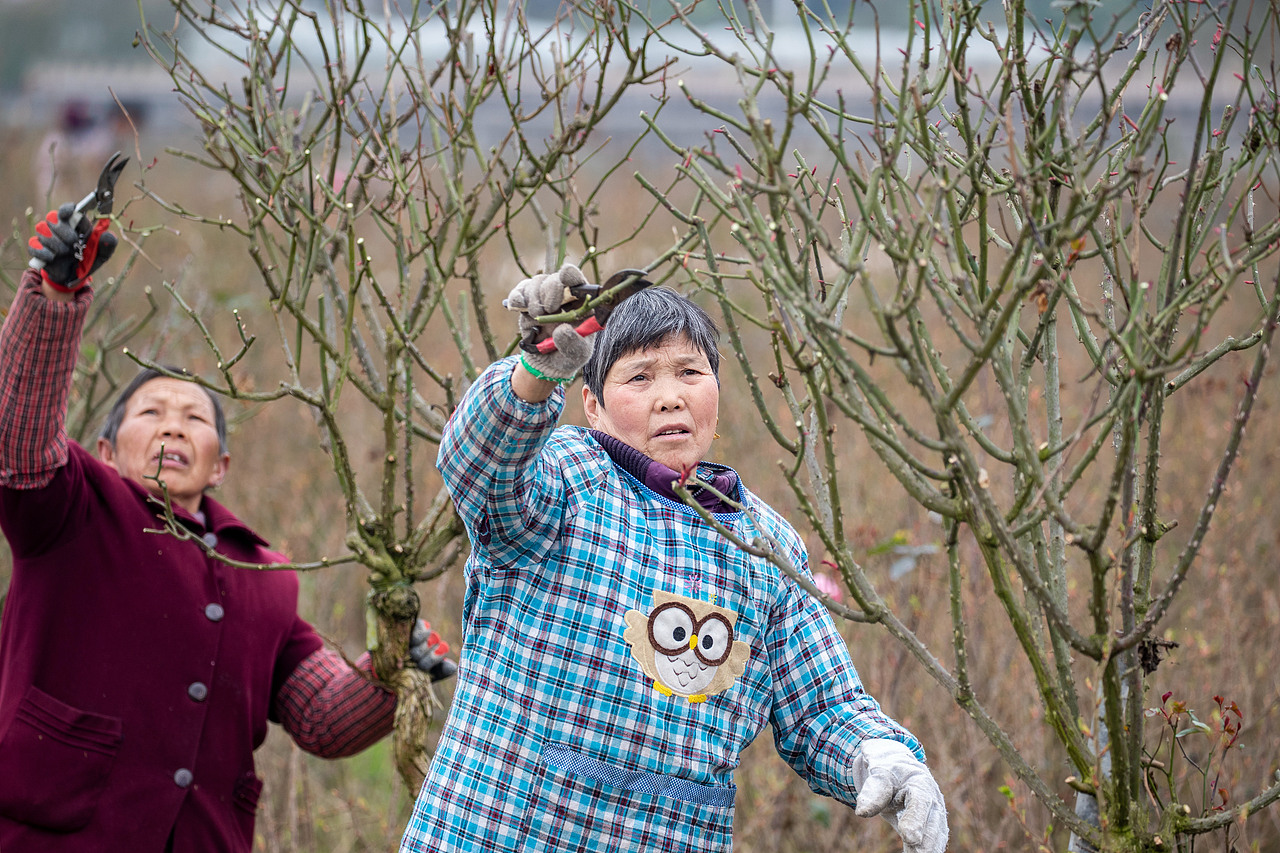 2019年2月21日,重庆市南川区木凉镇汉场坝村村民在玫瑰园里修枝。