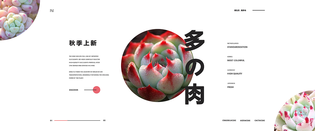 一组多肉主题的banner练习（图ZMTc4MzQ5MzA4） - 运营设计 - 站酷设计师湛麓原创素材 - 站酷ZCOOL