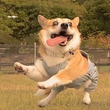 田锣米的头像