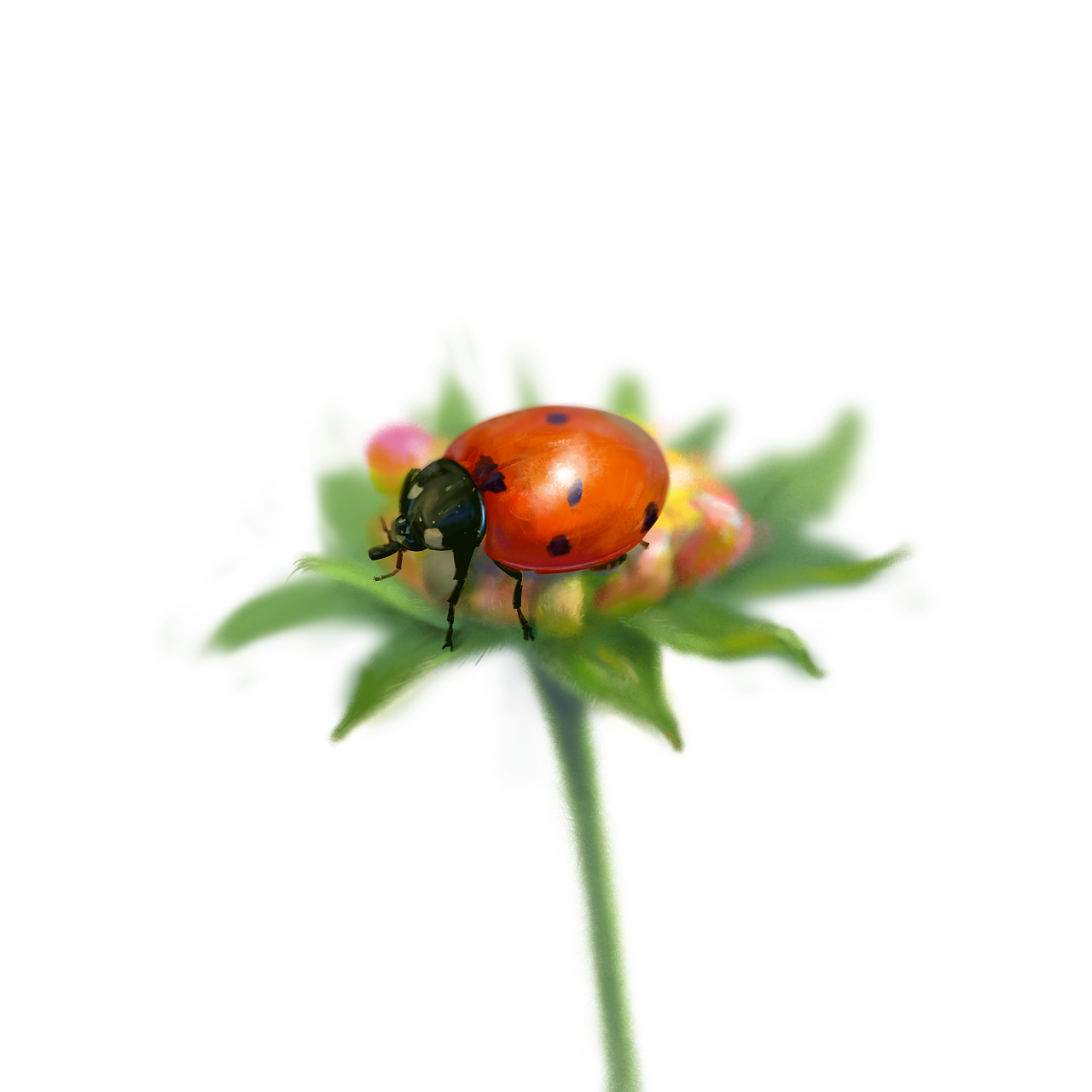 七星瓢虫|插画|创作习作|填肠的酒 - 原创作品 - 站酷 (zcool)