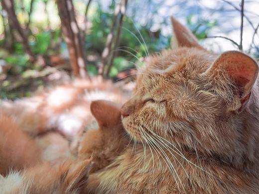 一只小可怜和它的妈妈