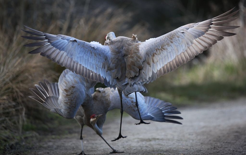 鹤氅如烟羽扇风赋情芳草绿阴中