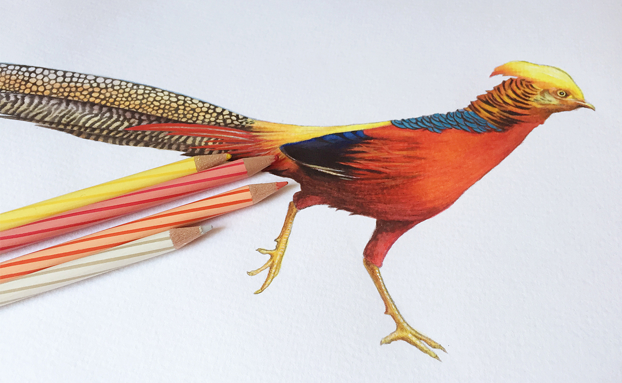 【去画那些最美的鸟儿】之红腹锦鸡